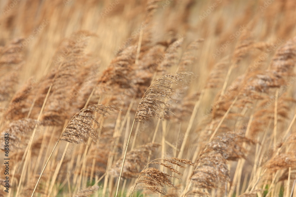 Fototapeta premium Wheat Field, Poland