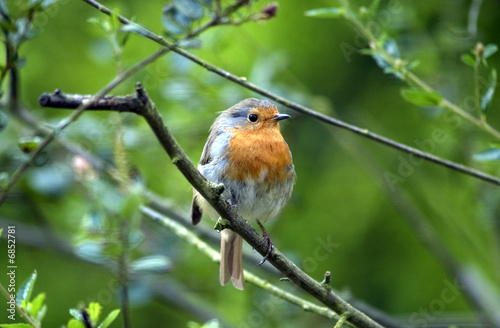 Robin Red Breast bird on branch © Speedfighter