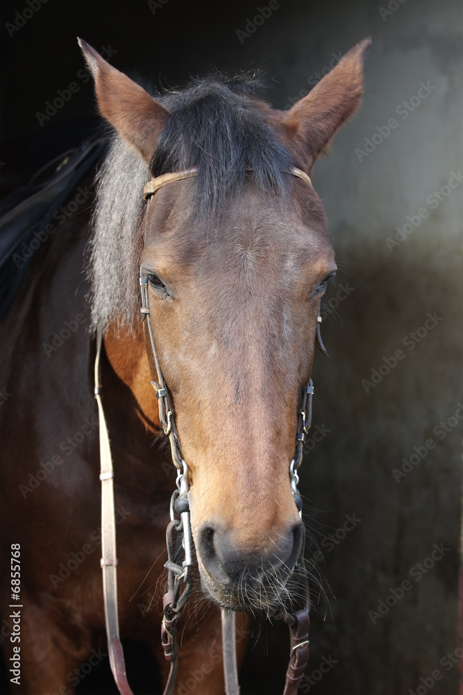 Obraz premium Horse in paddock