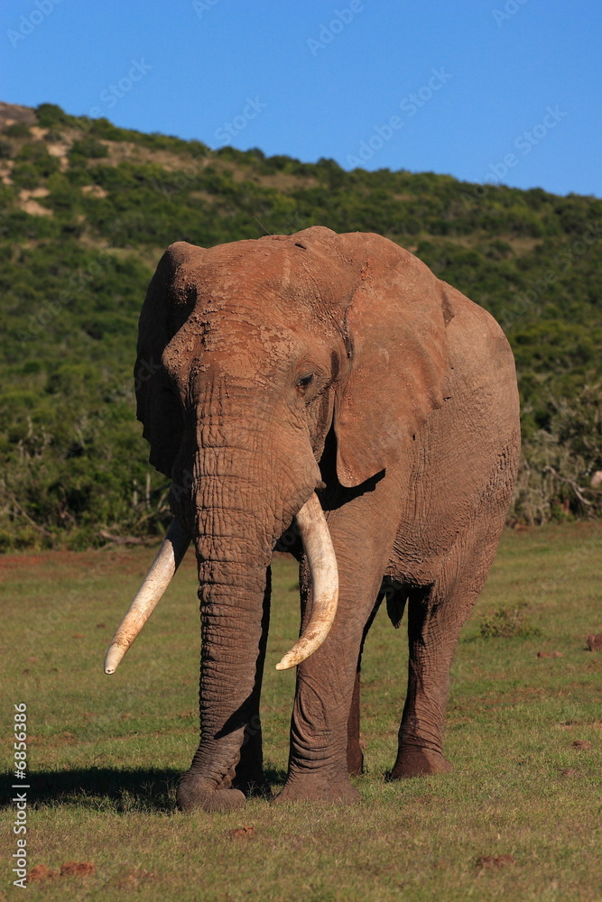African Elephant Bull (loxodonta africana) showing large tusks