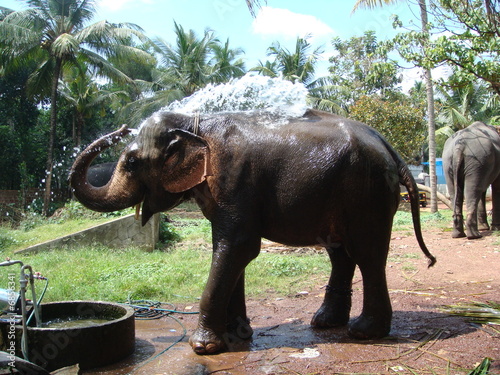 Photography Elephant Bathing