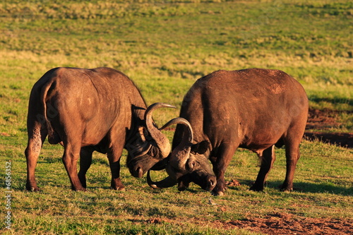 Cape Buffalo Bulls Fighting (Syncerus caffer)