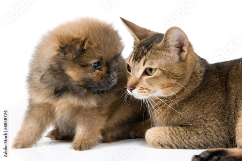 The puppy of the spitz-dog with a cat