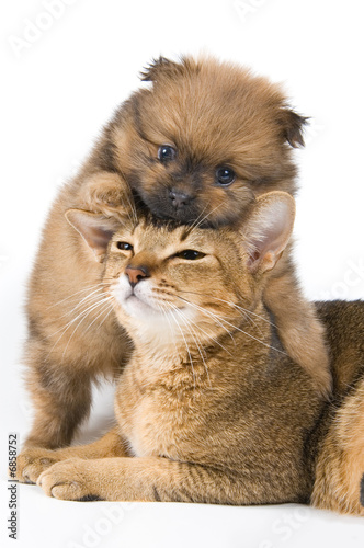The puppy of the spitz-dog with a cat
