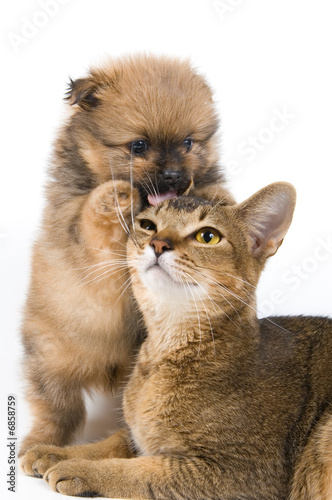 The puppy of the spitz-dog with a cat