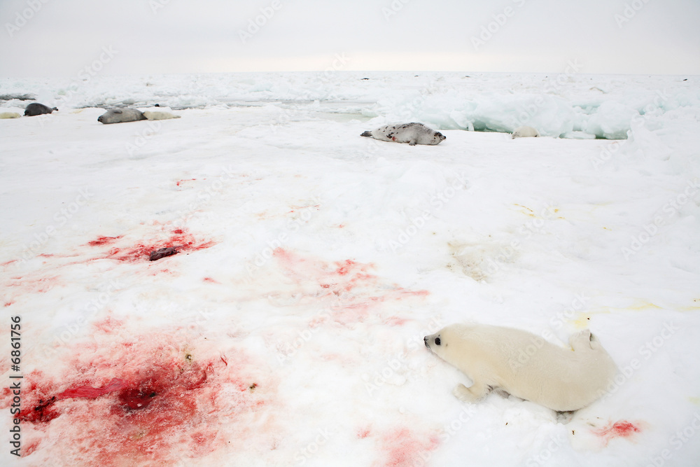 Naklejka premium Baby harp seal pup on ice