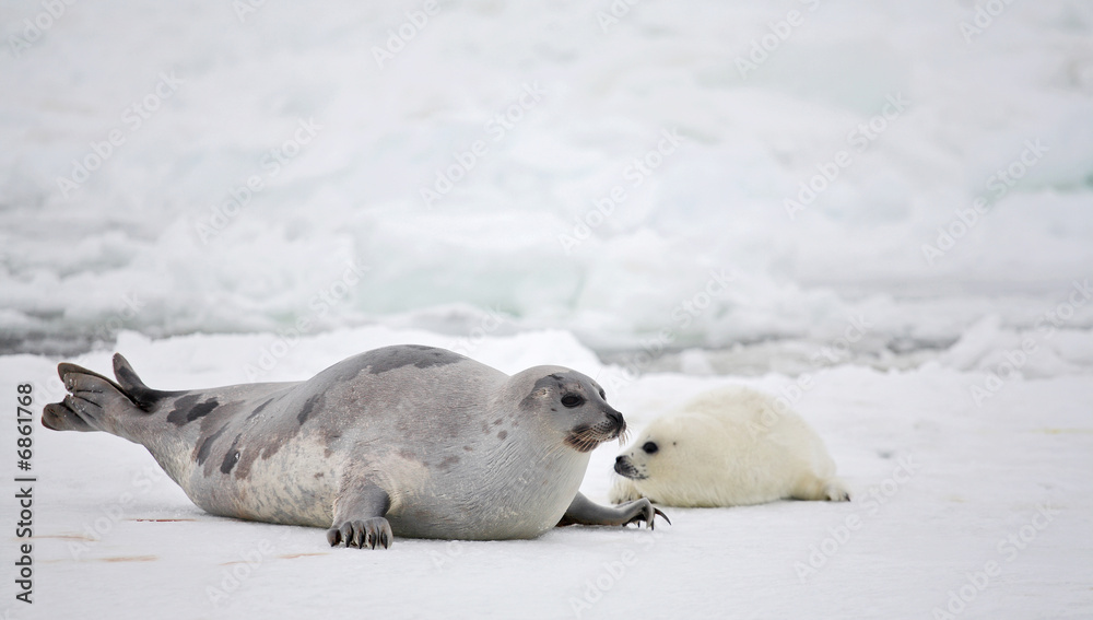 Fototapeta premium Happy mother harp seal cow and newborn pup on ice