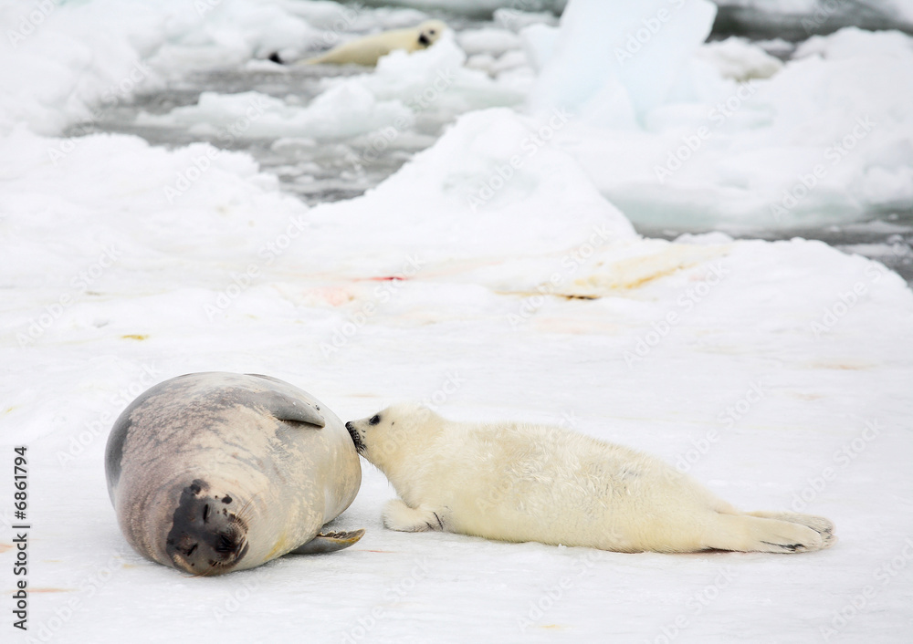 Naklejka premium Happy mother harp seal cow and newborn pup on ice