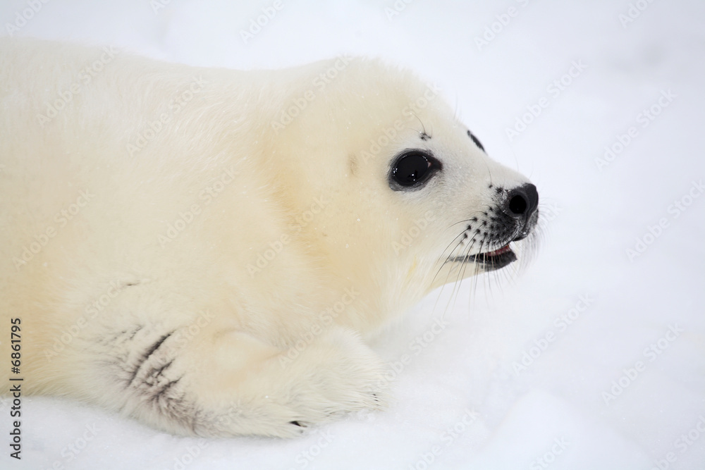 Obraz premium Baby harp seal pup on ice of the White Sea 