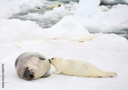 Happy mother harp seal cow and newborn pup on ice