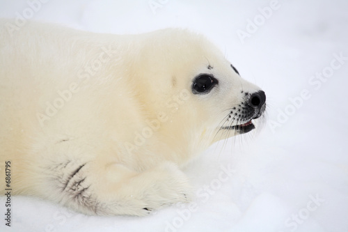 Baby harp seal pup on ice of the White Sea 