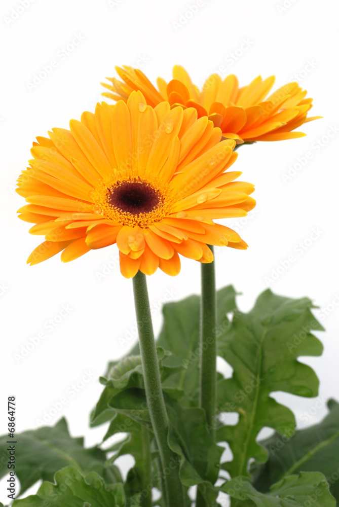 orange gerber daisy flowers on white orange gerber daisy flowers on white