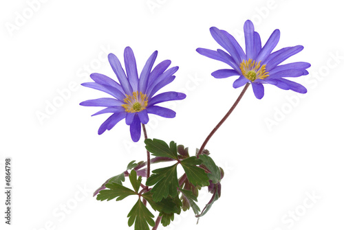 Blue flowered anemone blanda