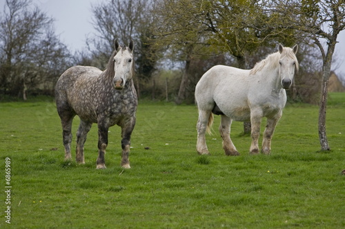 2 percherons