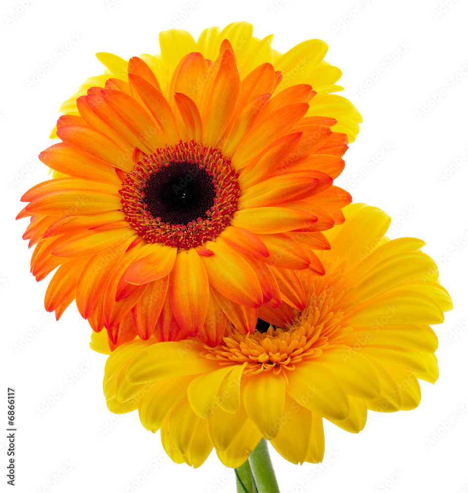 Gerbera's bouquet Gerbera's bouquet