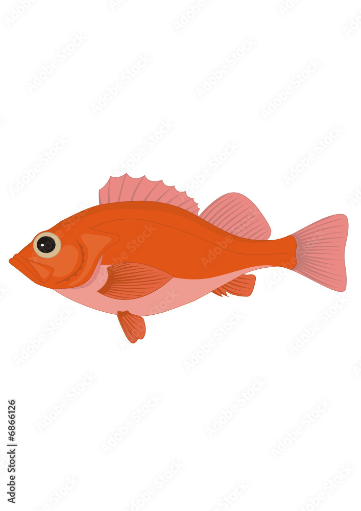 redfish(www.fertig-unterricht.de)