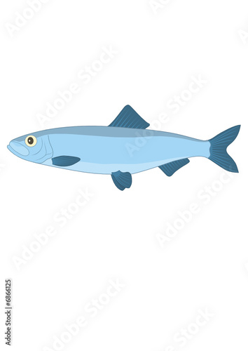 herring(www.fertig-unterricht.de)