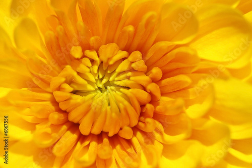 Background of yellow fleur.