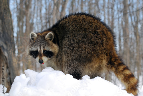 Fotomurale Raccoon
