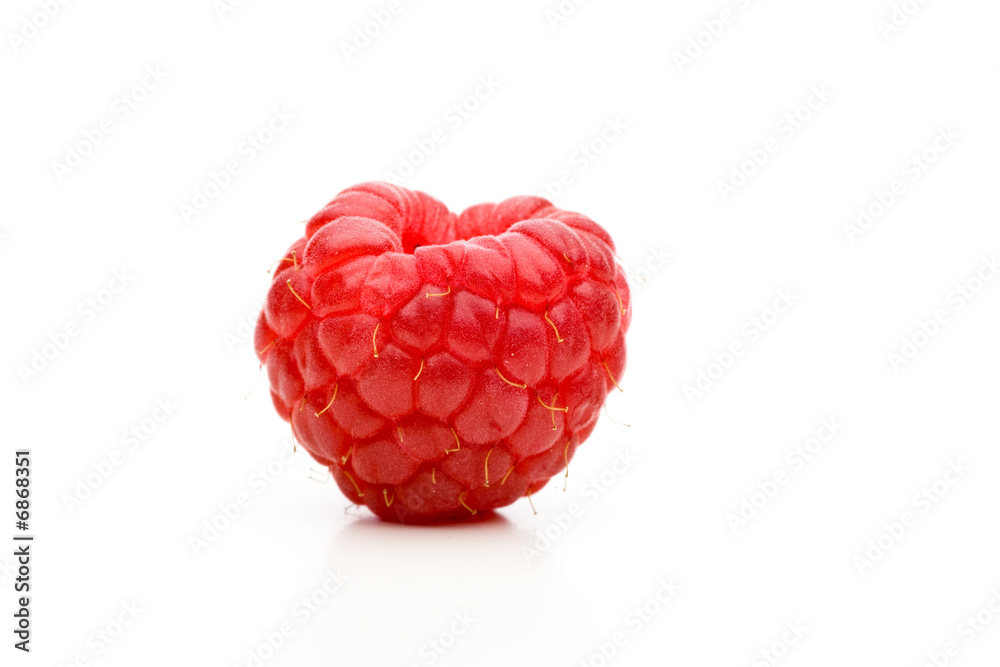 Eine rote Himbeere stehend auf weißem Untergrund