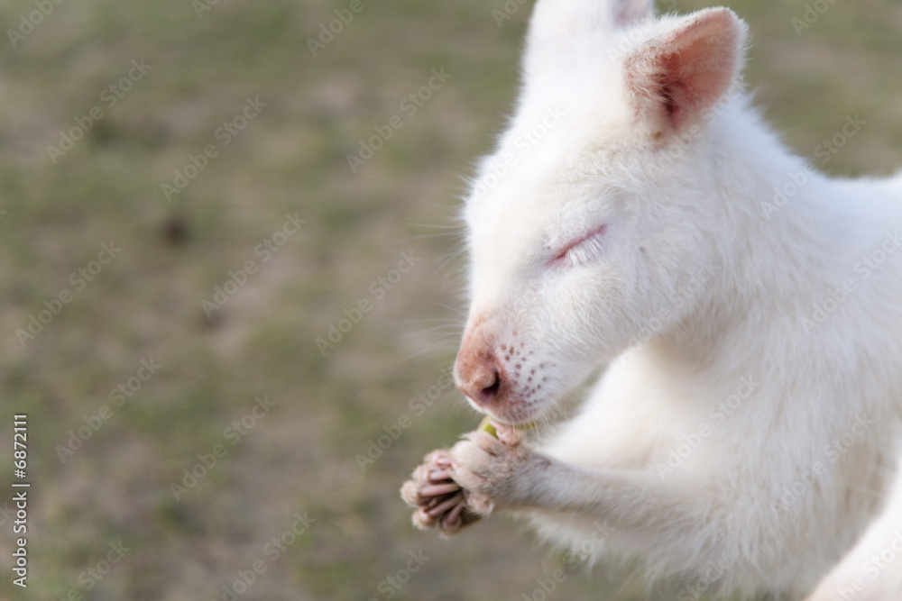Wallaby eating Wallaby eating