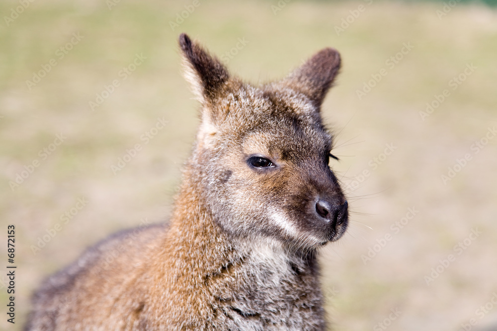 Brown Wallaby