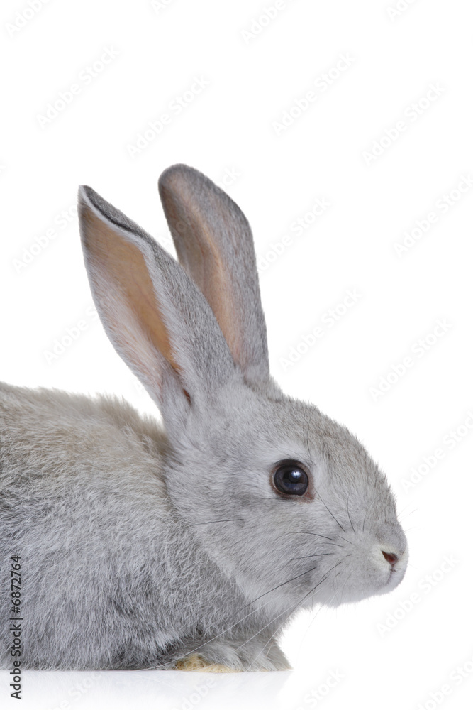 Fototapeta premium Easter bunny isolated on white background