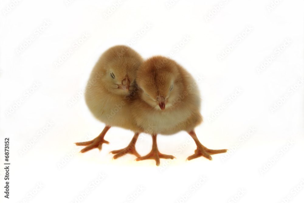 Obraz premium two chickens