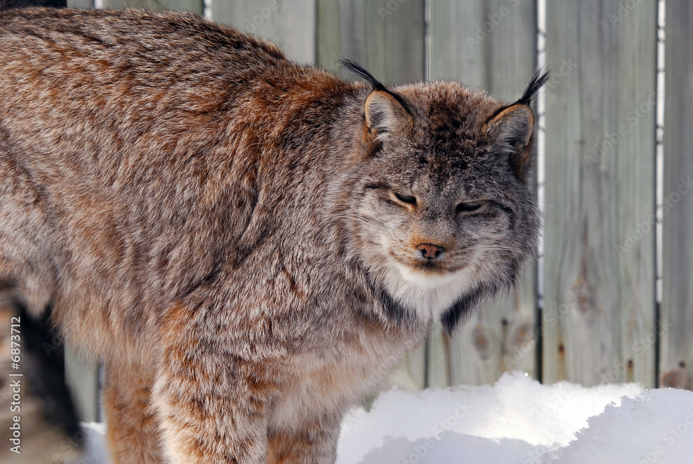 Obraz premium Canada Lynx