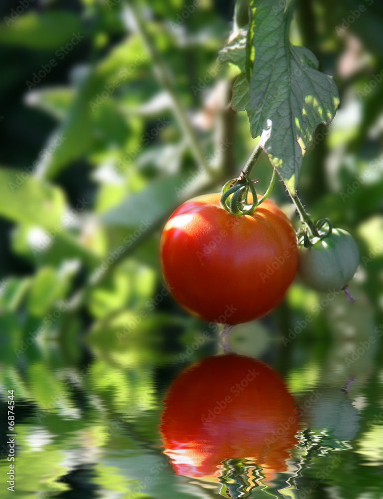 Red Ripe Tomato on Vine