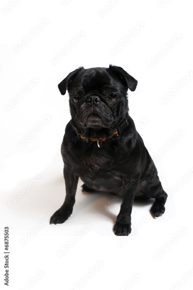 Pug Pug