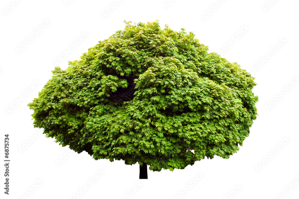 Fototapeta premium isolated green tree 