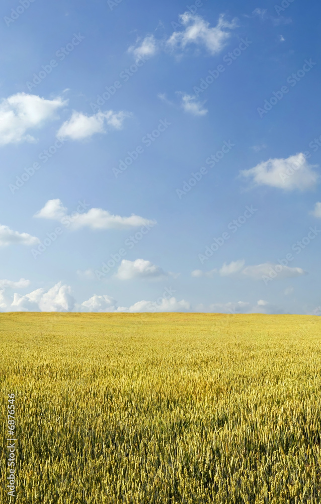 Beautiful summer wheat field