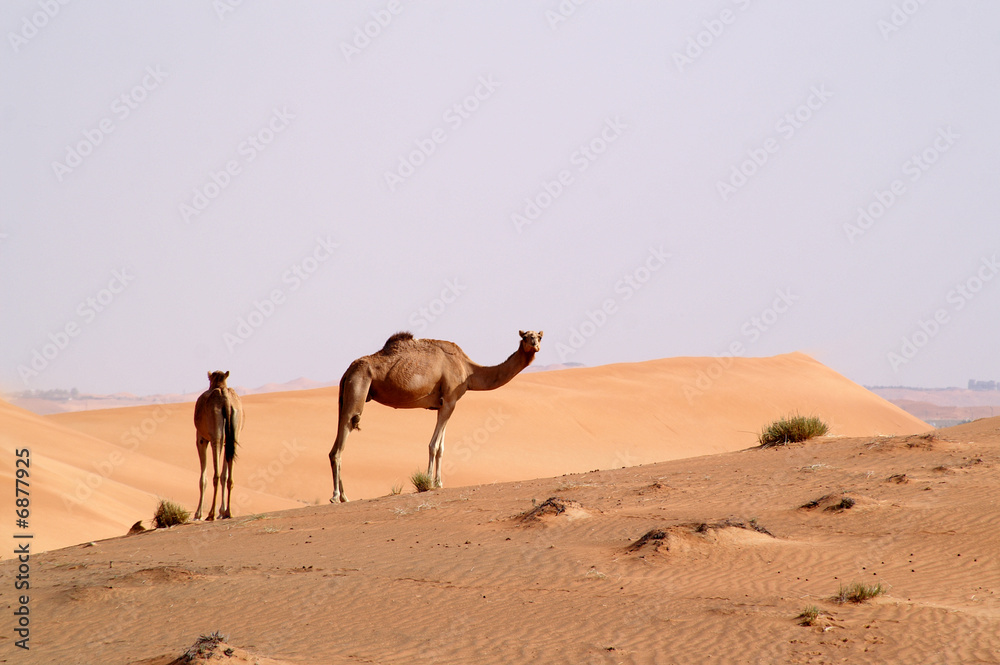 camels in the desert 11 camels in the desert 11