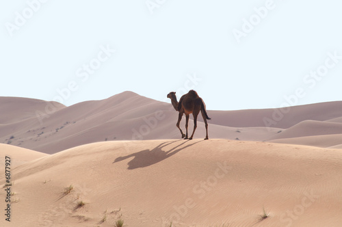 camels  in the desert 10
