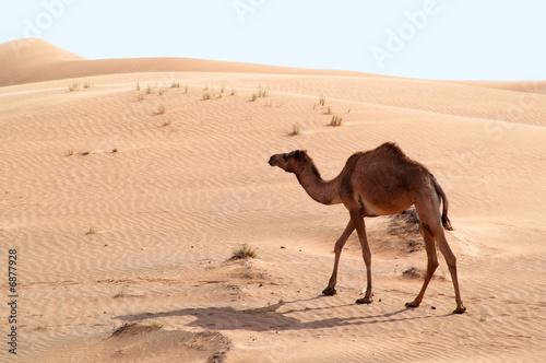 camels in the desert 9