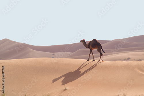 camels in the desert 8 photo