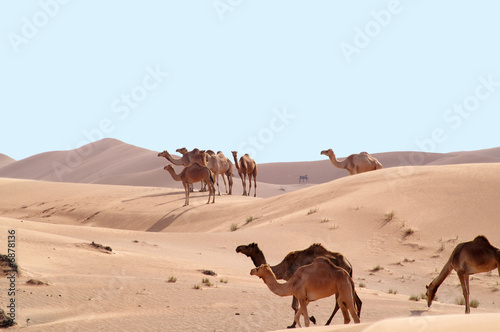 Konstfotografi camels in the desert 4