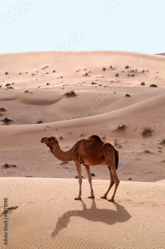 camels in the desert 3