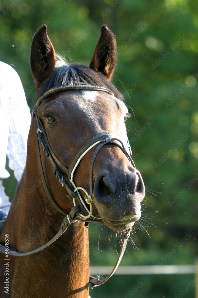 Fototapeta premium Hengst