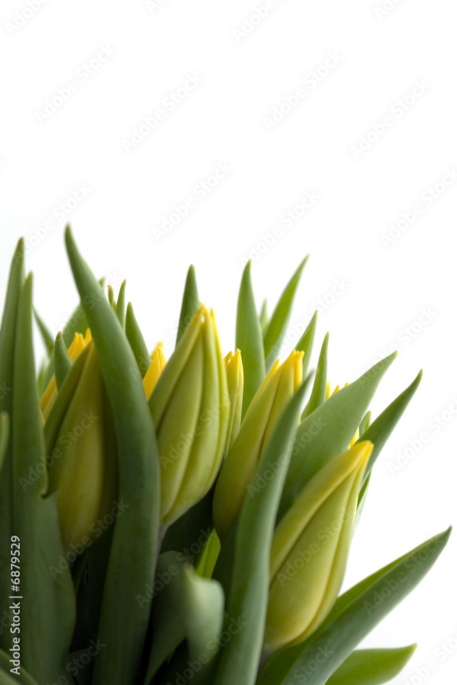 Obraz premium fresh yellow tulips
