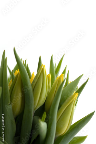 fresh yellow tulips