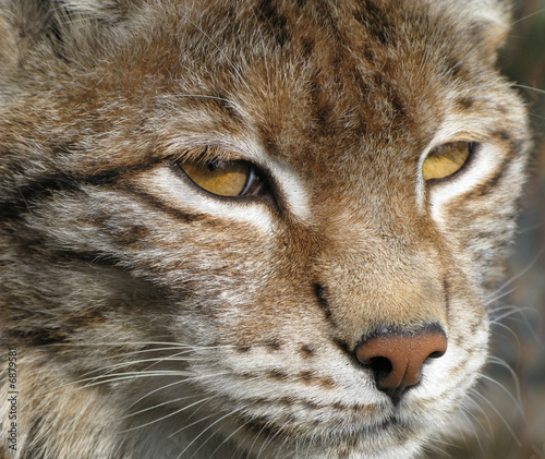 Canvas Print Lynx wild cat close up