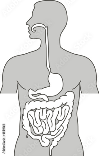 alimentary system