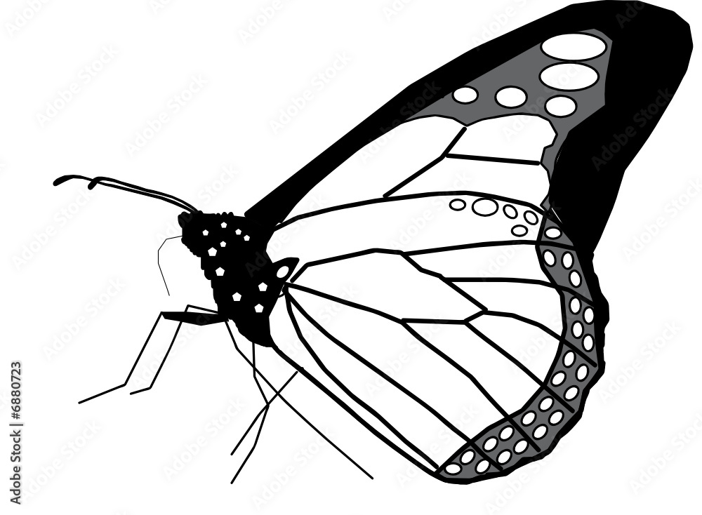 Papillon butterfly MONARCH black noir 010