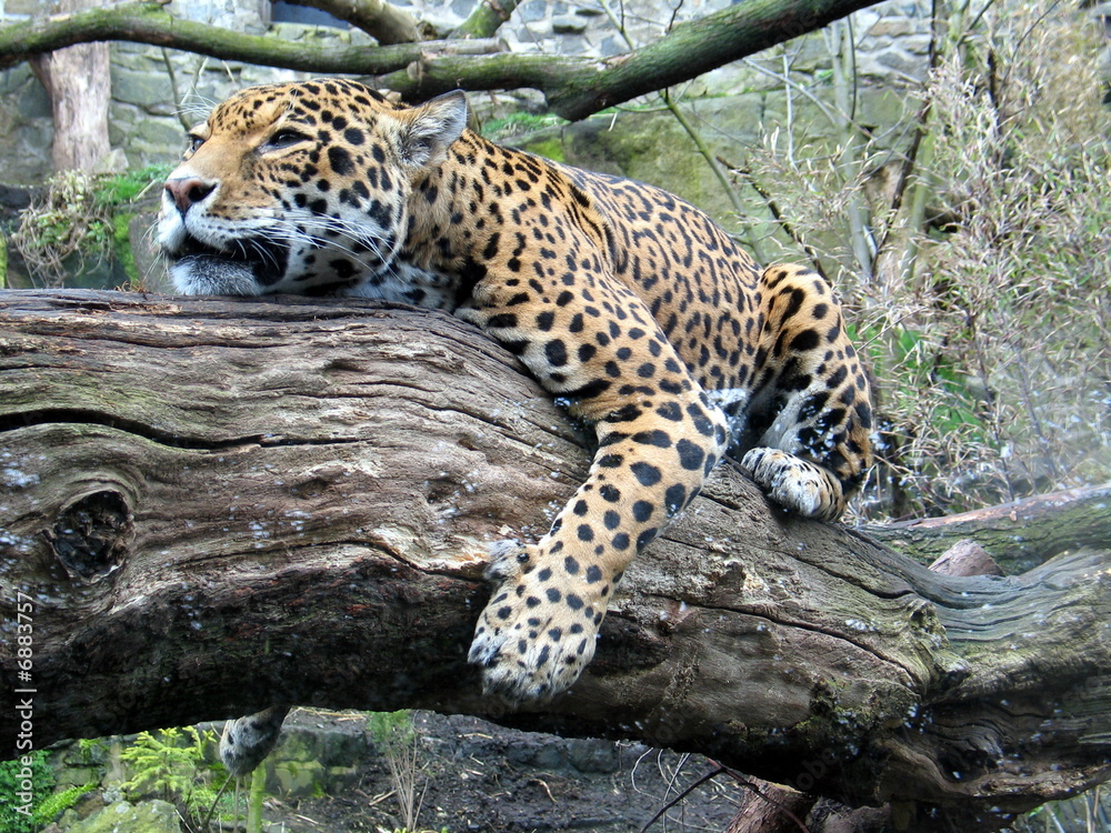 Leopard Sleeping