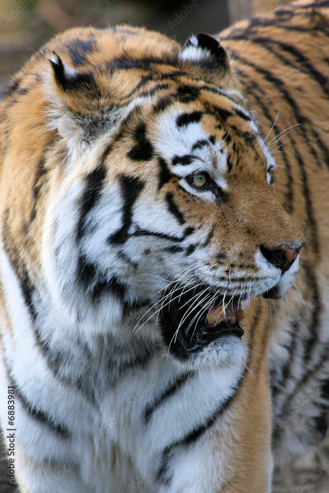 tigre tigre
