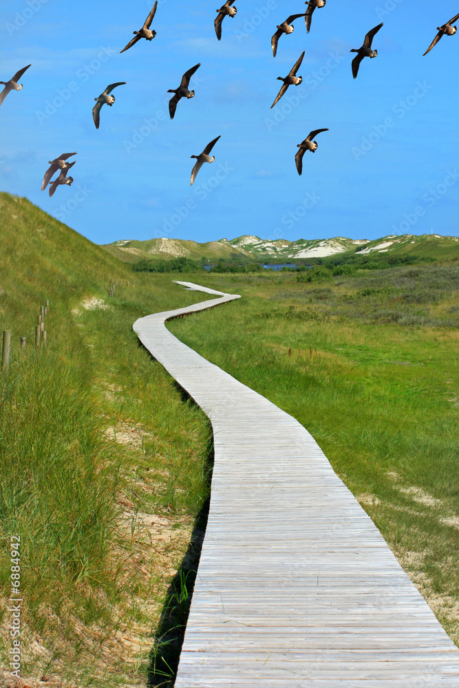 Fototapeta premium Weg in den Dünen