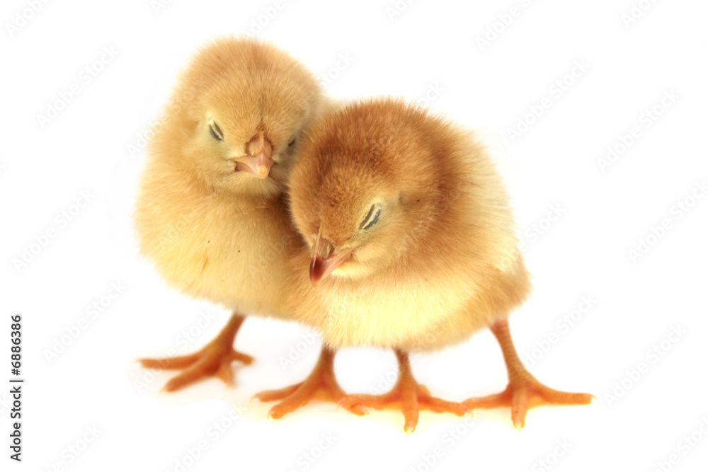 Fototapeta premium yellow chickens