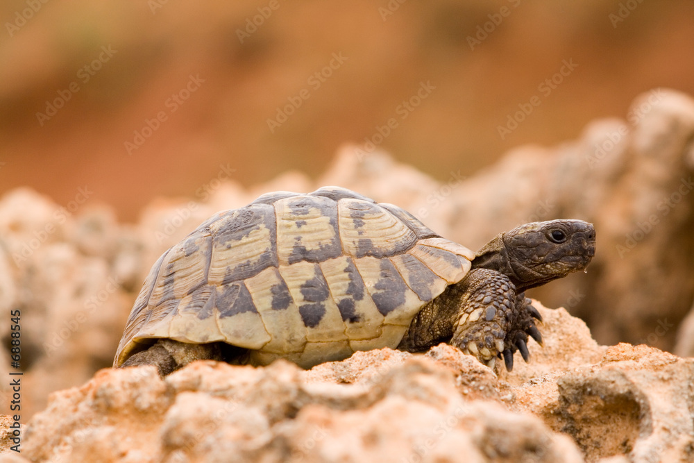 Fototapeta premium turtle on a rock